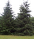Pseudotsuga Menziesii / Sapin de Douglas