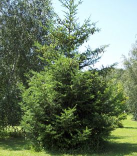 Pseudotsuga Menziesii / Sapin de Douglas