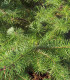 Pseudotsuga Menziesii / Sapin de Douglas
