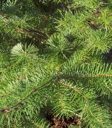 Pseudotsuga Menziesii / Sapin de Douglas