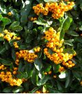 Pyracantha Fruits Jaunes / Buisson Ardent Jaune