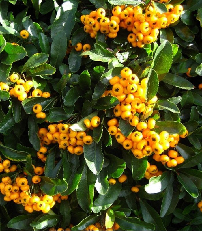 que  suis -je  N° 2 -ajonc  - 30 novembre bravo Jovany Pyracantha-fruits-jaunes-buisson-ardent-jaune