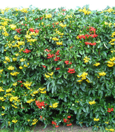 Pyracantha Fruits Jaunes / Buisson Ardent Jaune