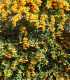 Pyracantha Fruits Jaunes / Buisson Ardent Jaune
