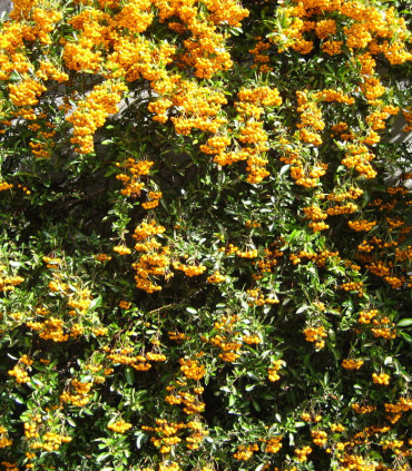 Pyracantha Fruits Jaunes / Buisson Ardent Jaune
