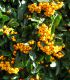Pyracantha Fruits Jaunes / Buisson Ardent Jaune