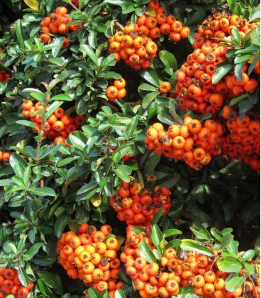 Pyracantha Fruits Orange / Buisson Ardent Fruits Orange
