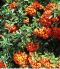 Pyracantha Orange Glow / Buisson Ardent Orange Glow