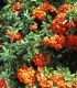 Pyracantha Fruits Orange / Buisson Ardent Orange