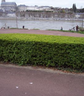 Pyracantha Fruits Orange / Buisson Ardent Fruits Orange