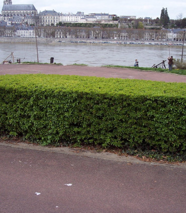 Pyracantha Fruits Orange / Buisson Ardent Orange