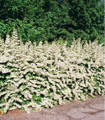Pyracantha Fruits Orange / Buisson Ardent Fruits Orange