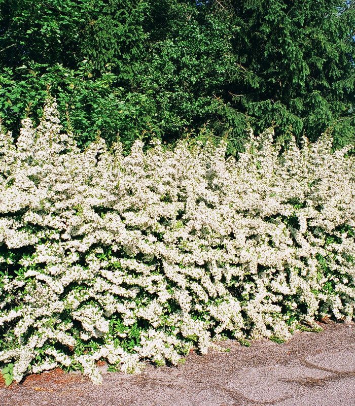 pyracantha fruits oranges buisson ardent orange