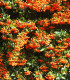 Pyracantha Fruits Orange / Buisson Ardent Fruits Orange