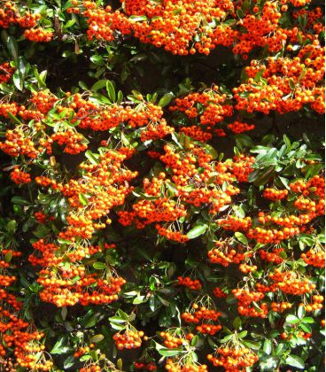 Pyracantha Fruits Orange / Buisson Ardent Fruits Orange