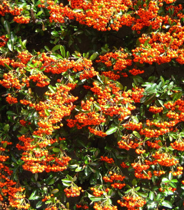 Pyracantha Fruits Orange / Buisson Ardent Fruits Orange
