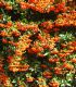 Pyracantha Fruits Orange / Buisson Ardent Fruits Orange