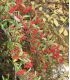 Pyracantha Fruits Rouges / Buisson Ardent Fruits Rouges