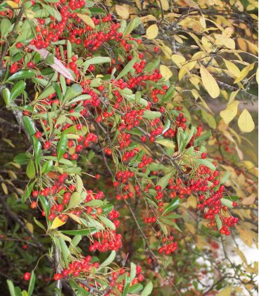 Pyracantha Fruits Rouges / Buisson Ardent Rouge