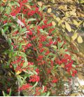 Pyracantha Fruits Rouges / Buisson Ardent Rouge