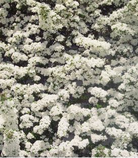 Pyracantha Fruits Rouges / Buisson Ardent Rouge