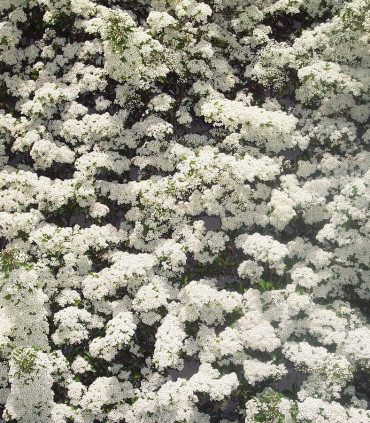 Pyracantha Fruits Rouges / Buisson Ardent Rouge