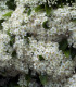Pyracantha Fruits Rouges / Buisson Ardent Rouge