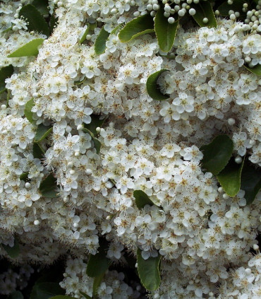 Pyracantha Fruits Rouges / Buisson Ardent Rouge