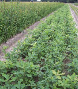Quercus Cerris / Chene Chevelu de Bourgogne