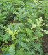Quercus Cerris / Chene Chevelu de Bourgogne