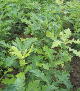 Quercus Cerris / Chene Chevelu de Bourgogne
