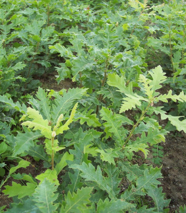 Quercus Cerris / Chene Chevelu de Bourgogne