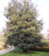 Quercus Ilex / Chene Vert