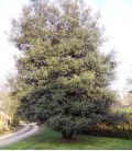 Quercus Ilex / Chene Vert