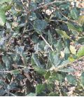 Quercus Ilex Origine Forestière / Chene Vert