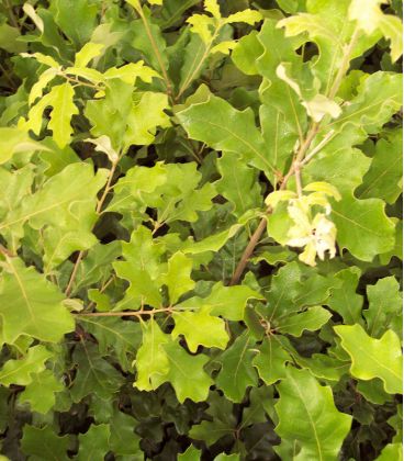 Quercus Ilicifolia / Chene de Banister