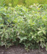 Quercus Lanuginosa / Chene Pubescent, Blanc