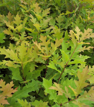 Quercus Palustris / Chene Palustre