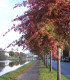 Quercus Palustris / Chene Des Marais