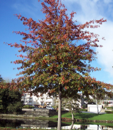 Quercus Palustris / Chene Des Marais