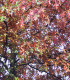 Quercus Palustris / Chene Des Marais