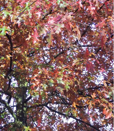 Quercus Palustris / Chene Palustre