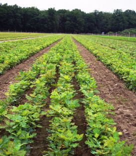 Quercus Petraea / Chene Rouvre, Sessile
