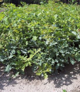 Quercus Petraea Origine Forestière / Chene Rouvre, Sessile