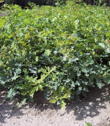 Quercus Petraea Origine Forestière / Chene Rouvre, Sessile