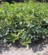 Quercus Petraea / Chene Rouvre, Sessile