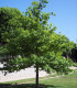 Quercus Robur / Chene Pedoncule