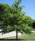Quercus Robur / Chene Pedoncule