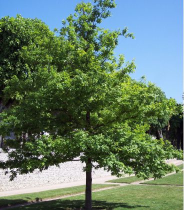 Quercus Robur / Chene Pedoncule, Commun