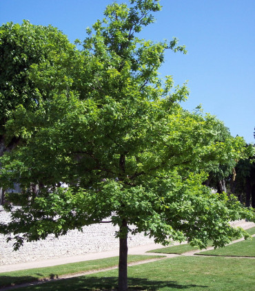 Quercus Robur Origine Forestière  / Chene Pedoncule, Commun
